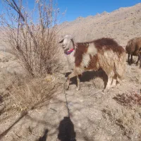 بره قوچ  شیشک افشار|حیوانات مزرعه|داران, |دیوار