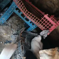 کبوتر. لنده