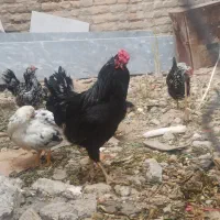 تخم مرغ و جوجه گلین|حیوانات مزرعه|مرودشت, پشت سایپا|دیوار