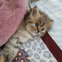واگذاری بچه گربه