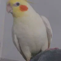 عروس هلندی گمشده