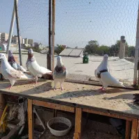 ۷ تا کفتر دونسته سرور شازده ..اسطوره.. به شرط همچی|پرنده|محمدشهر, شهرک چمران|دیوار