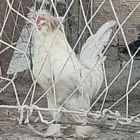 خروس لهستانی