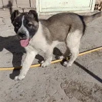 آلابای سراب