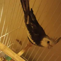 فروش یک جفت عروس هلندی|پرنده|کرمان, |دیوار