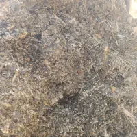 ذرت علوفه ای|عمدهفروشی|فاضل آباد, |دیوار