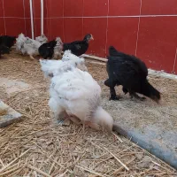 جوجه مرغ و خروس برهما|حیوانات مزرعه|رباطکریم, رباطکریم|دیوار