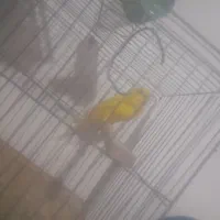 مرغ عشق ماده