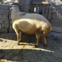 گوسفند تخمی|حیوانات مزرعه|سورک, |دیوار