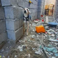 یه سگ دورگه خوب سالم