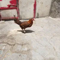 دو مرغ محلی (توضیحات مهم)