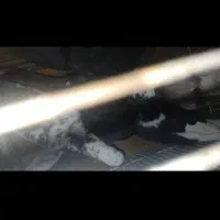 کفتر کبوتر فوری فوری