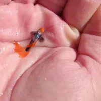 جفت های کلکسیونی کوی توکسیدو