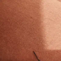 موکت