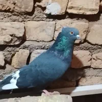 تعدادی کفتر پرشی و جوجه کشی