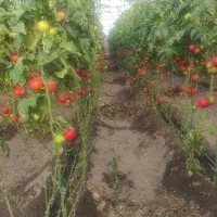 گلخانه صیفی جات