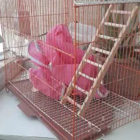 قفس پرنده|لوازم جانبی حیوانات|رشت, نظری|دیوار