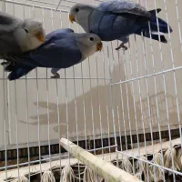 اسباب بازی کوتوله وعروس ‌.خروس لاری|اسباب‌بازی بچه|زابل, |دیوار