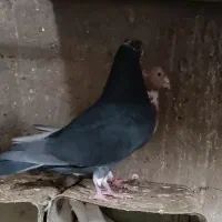 کبوتر پشت زاغ سار|پرنده|طبس, |دیوار