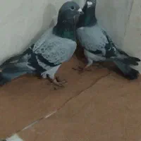 کبوتر‌مسافتی