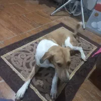 سگ نژاد میکس