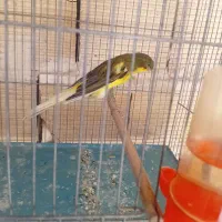 فروش قناری نر رسمی بلندو،ماده مست وآماده