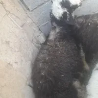بره نر و میش و بره