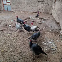 بقلمون برنز انگلیسی