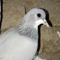 سه عدد کفتر در سپیدان