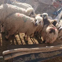 ۱۲عددکاورشیرازی.رابر|حیوانات مزرعه|رابر, |دیوار