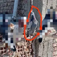 کبوتررفتنی|پرنده|محمدبار, |دیوار