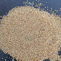 گندم پیشگام بذری