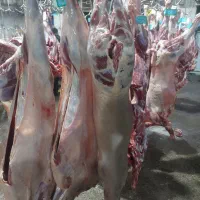 پخش گوشت گوسفندی عمده