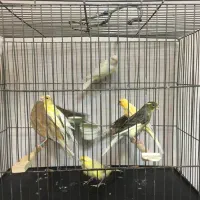 قناری ماده مست مست|پرنده|ری, علایین|دیوار