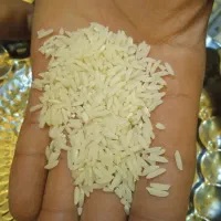 برنج هاشمی امسال