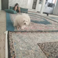 سگ پاکوتاه پامر