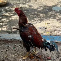 خروس لاری  ۸ماهه