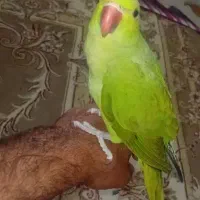 3نوع پرنده