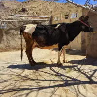 گاو شیرده.روزی ۱۸ کیلو