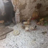 جوجه محلی|حیوانات مزرعه|ارد, |دیوار