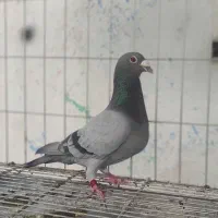 سبز مسافتی شناسنامه دار مرز بازرگان نشسته