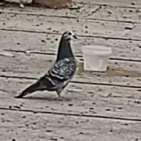 جوجه کفتر پرشی