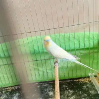 یک جفت مرغ عشق باجوجه