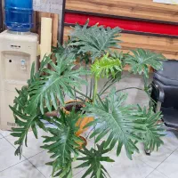 فروش ششدانگ مغازه اصلی عاشوری|فروش مغازه و غرفه|بوشهر, |دیوار