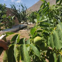 فروش باغ در شازند|فروش خانه و ویلا|شازند, |دیوار