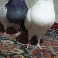 پرنده ها سالم سر حال