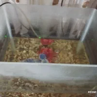 آکواریوم ارزان به خریدار واقعی تخفیف می دم|ماهی|اردبیل, |دیوار