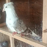کبوتر ۶عدد