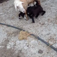 گوسفند دوقلوزا بره وره مار