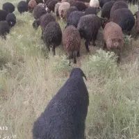 بره نر وماده
